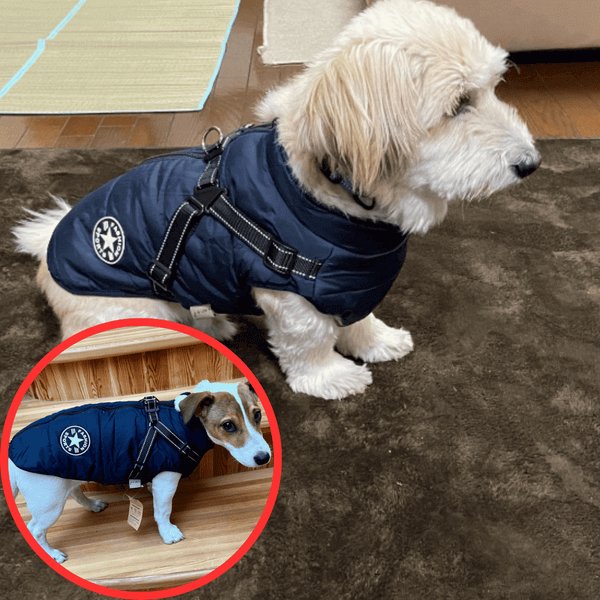 Waterproof Winter Dog Jacket with Built-in Harness