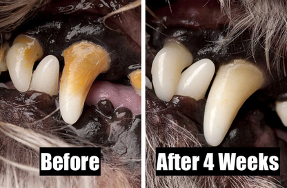 Dog Toothbrush Cactus Toy