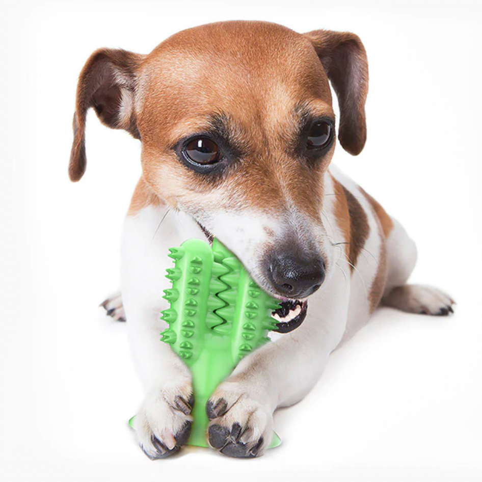 Dog Toothbrush Cactus Toy