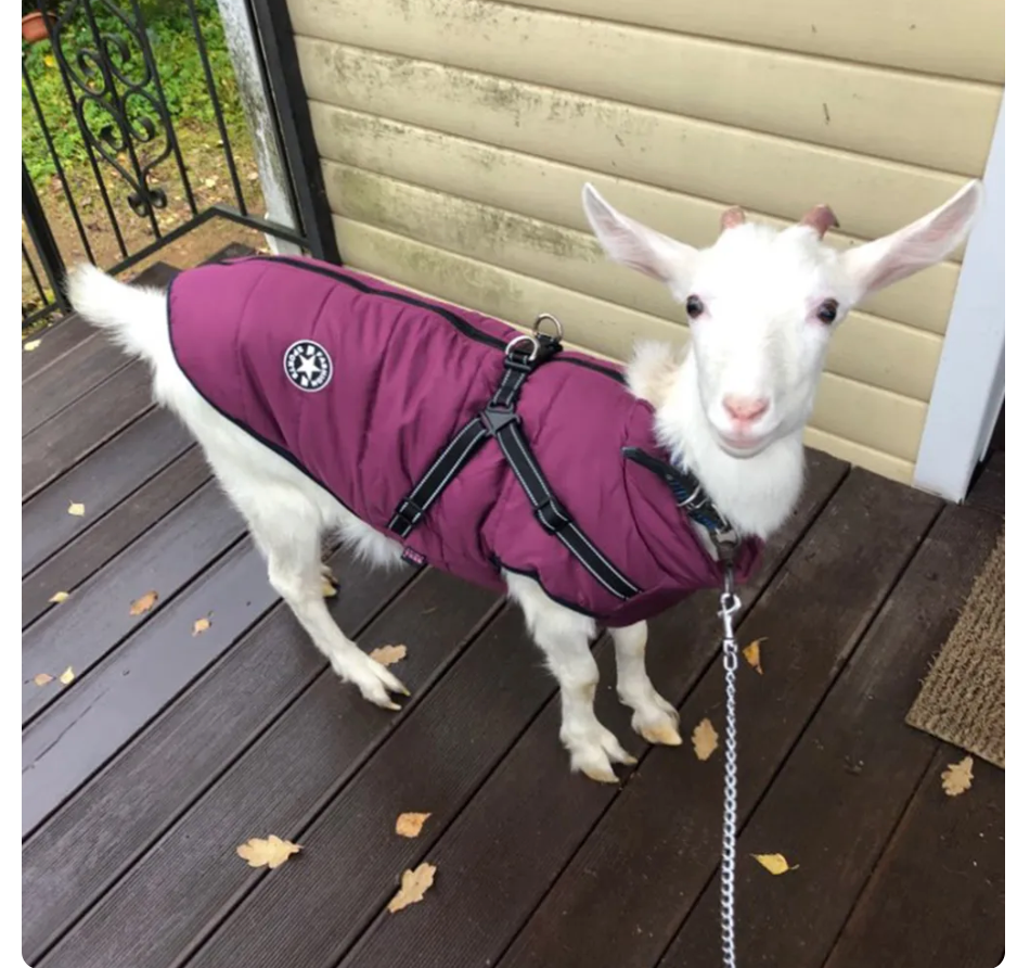 Dog Jacket With Harness (Comfy)