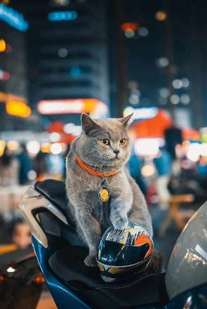 WagHelmet™ - Motorcycle Head Protection (For Cats & Small Breed Puppies ONLY)