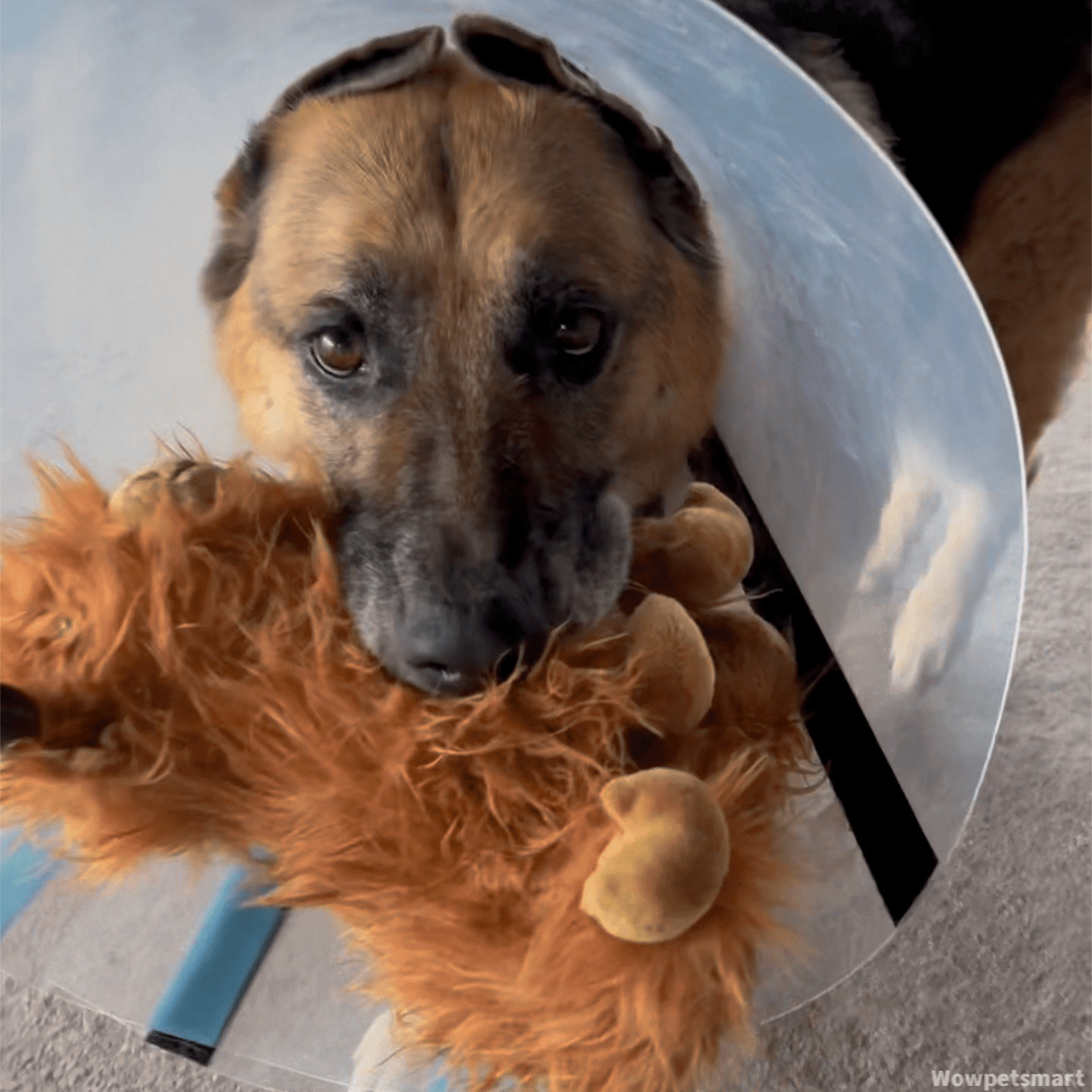 Selected Variant Image