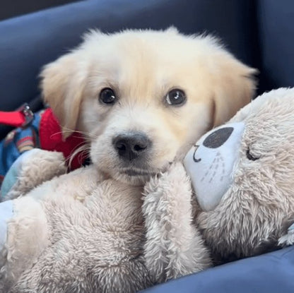 Calming Otter Plush Toy