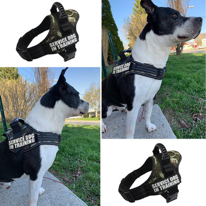 Personalized Dog Harness