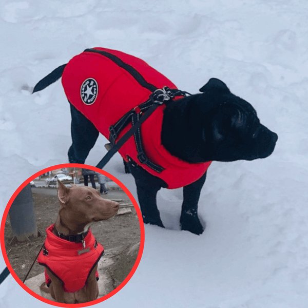 Waterproof Winter Dog Jacket with Built-in Harness